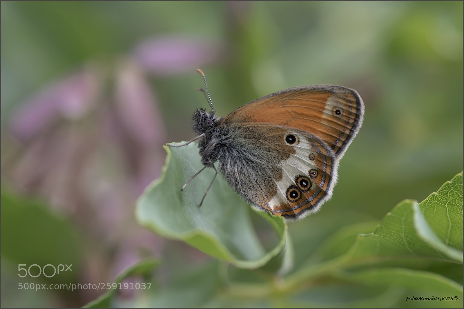 Nikon D500 sample photo. Coenonympha arcania photography