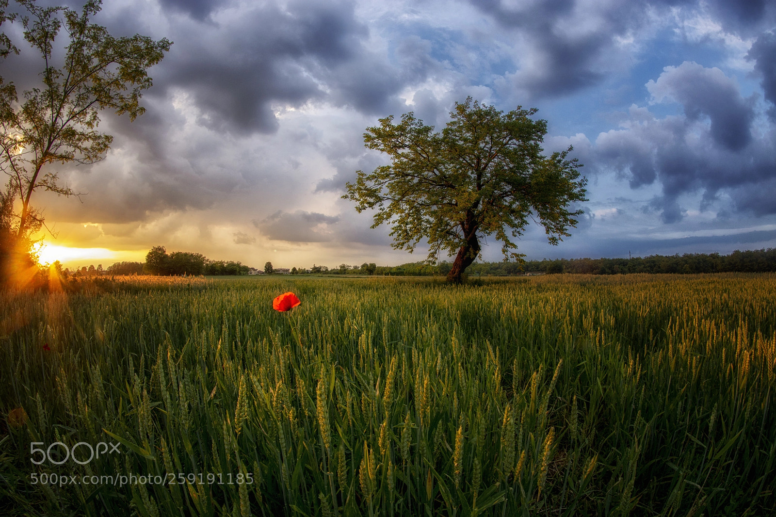 Nikon D7100 sample photo. Il papavero photography