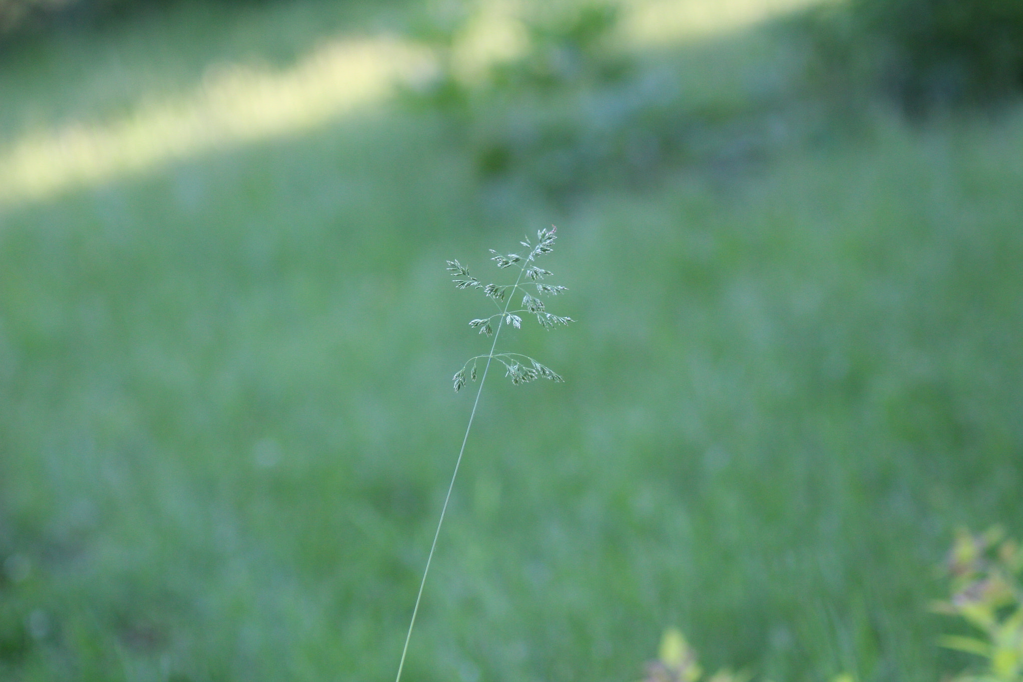 Canon EOS 1300D (EOS Rebel T6 / EOS Kiss X80) + Tamron AF 70-300mm F4-5.6 Di LD Macro sample photo. Grass photography