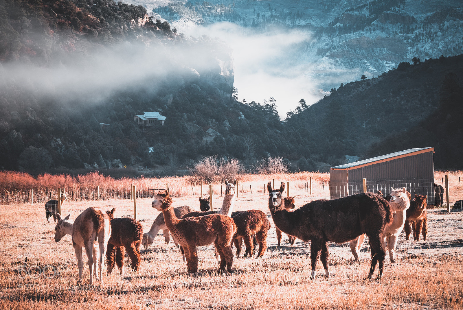 Fujifilm X-Pro2 sample photo. Alpaca valley photography