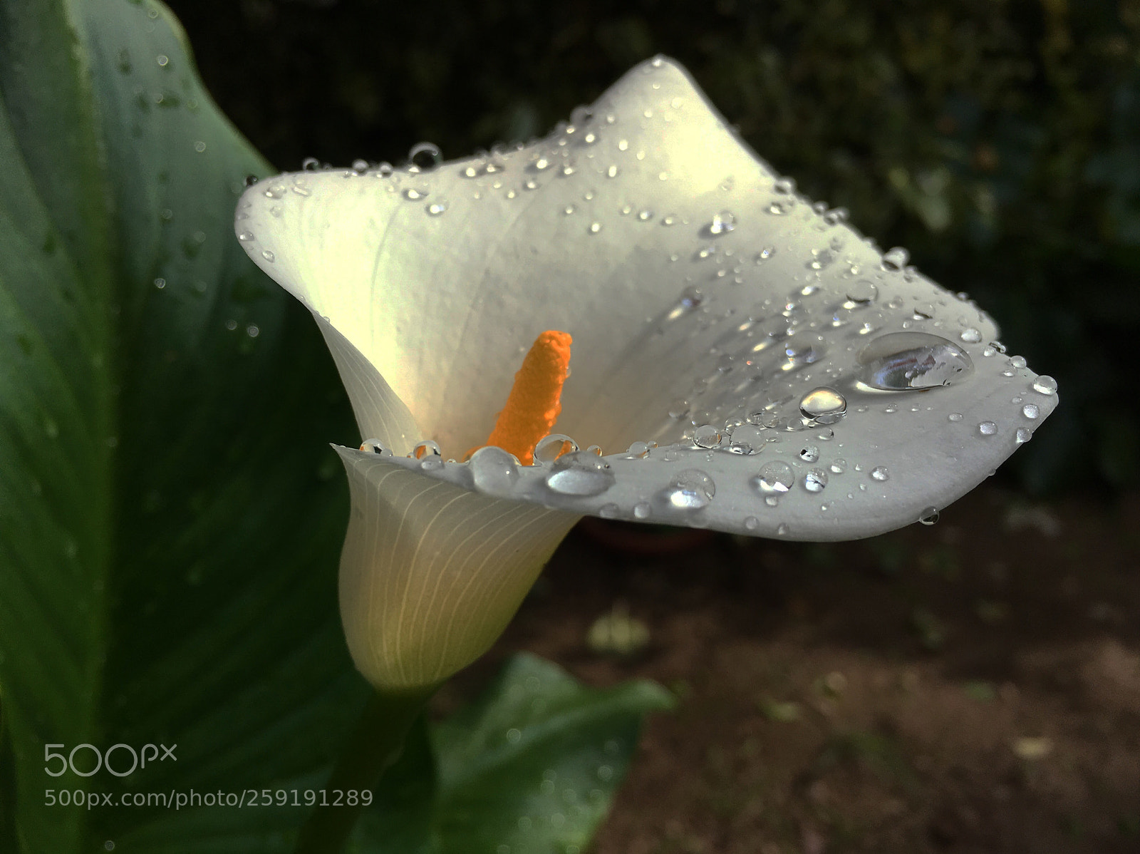 Apple iPhone 6s sample photo. Rainy day  photography