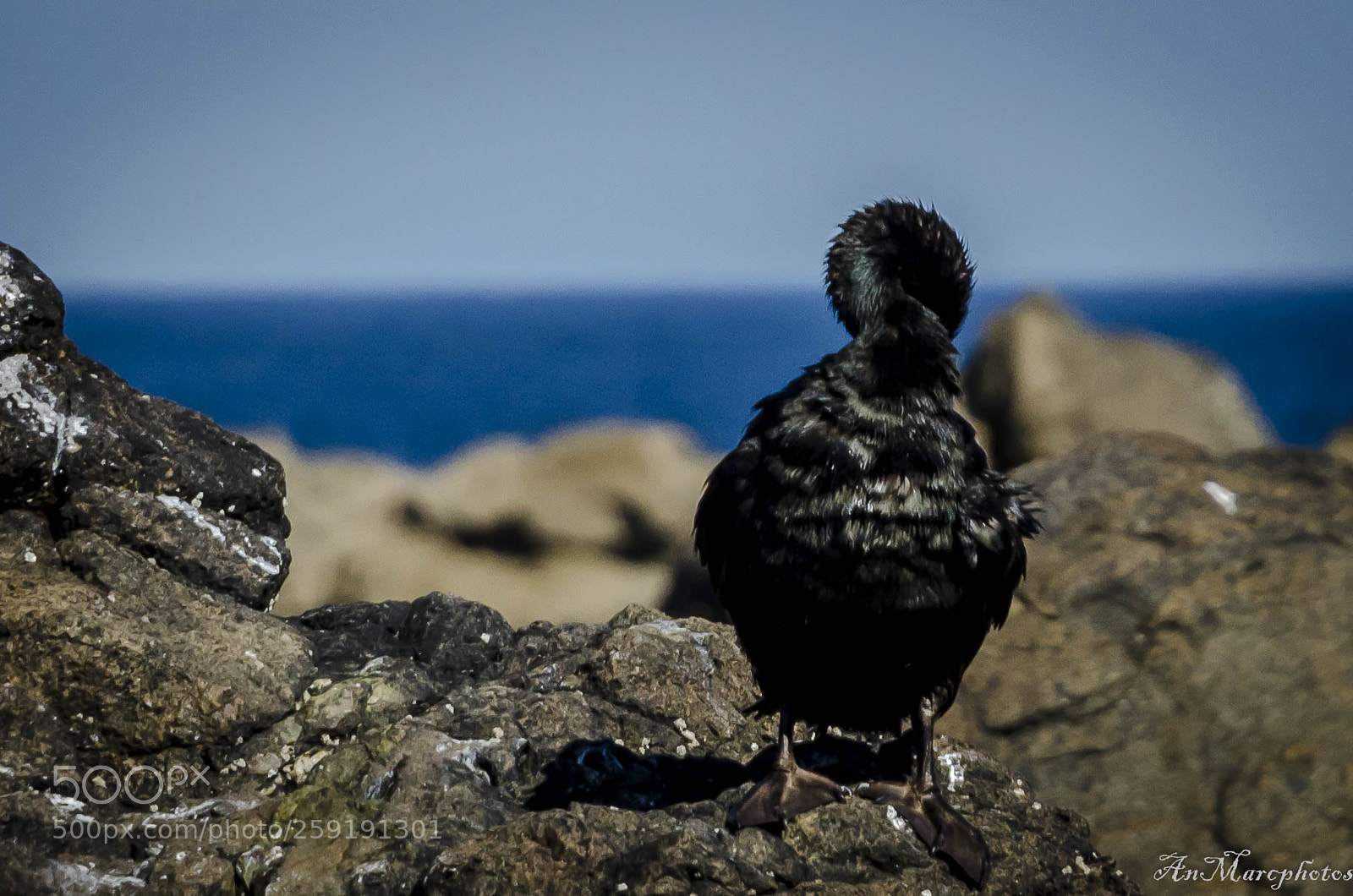 Nikon D7000 sample photo. Cormoran timide-shy cormorant-7 les photography
