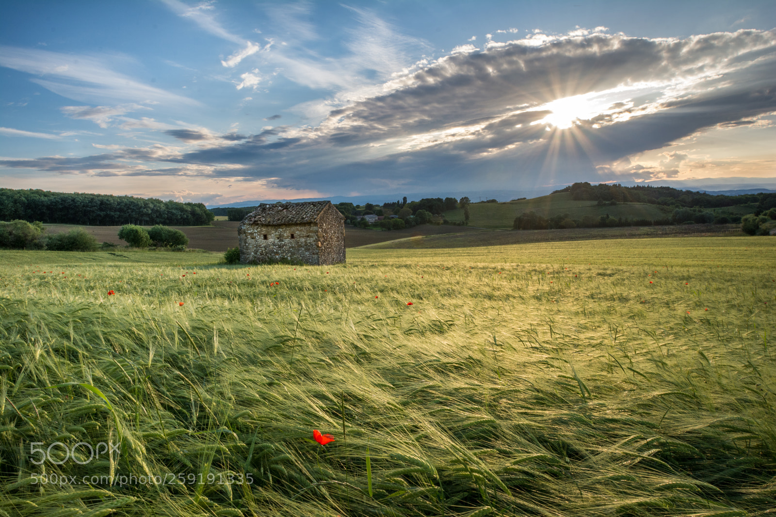 Nikon D7100 sample photo. Dans les blés photography