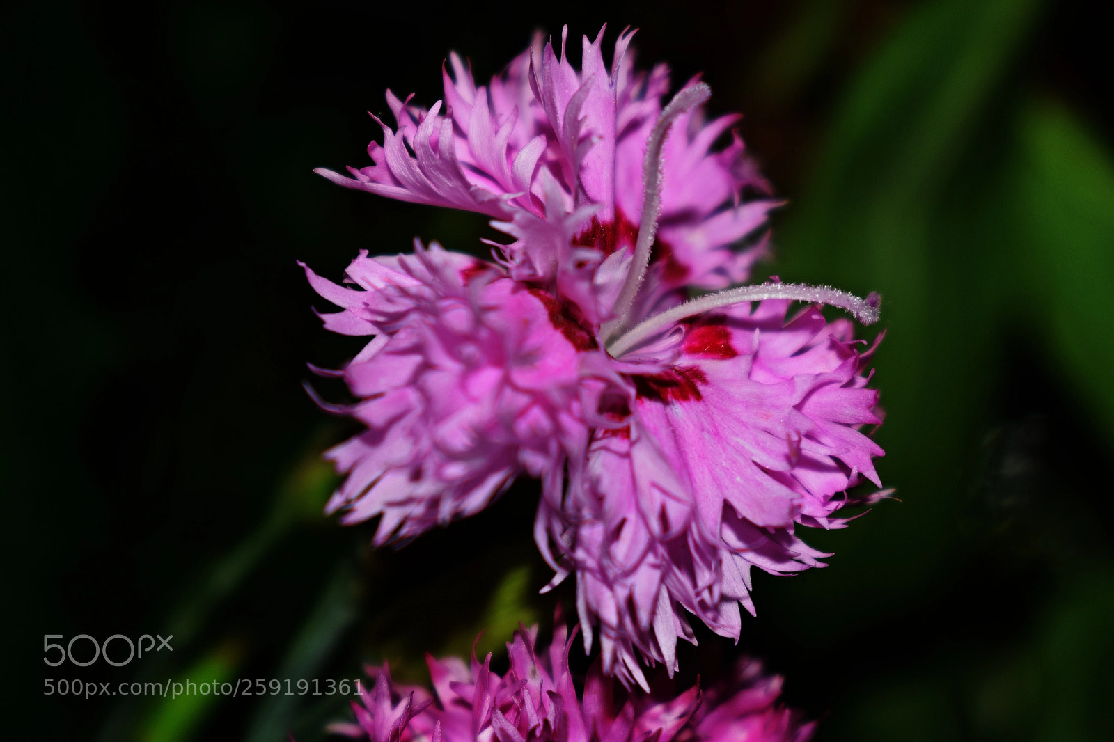 Nikon D5300 sample photo. Nocturne photography