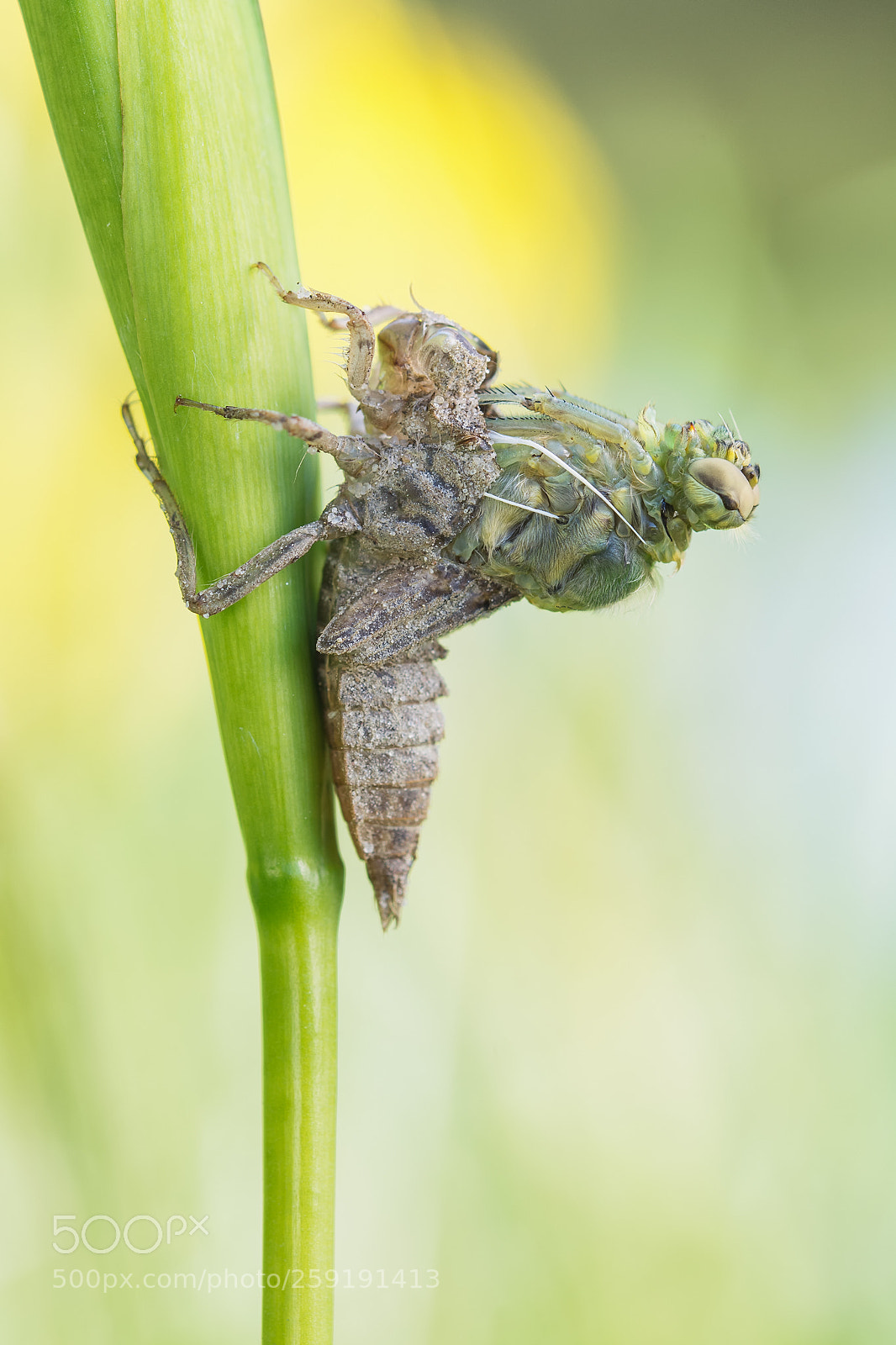 Nikon D7100 sample photo. Orthetrum cancellatum photography