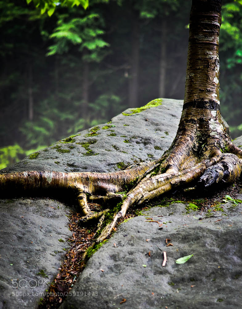 Nikon D7000 sample photo. Moorefiled, wv and some photography