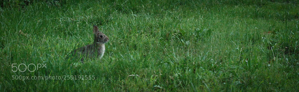 Nikon D80 sample photo. Moorefiled, wv and some photography