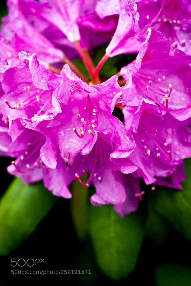 Nikon D80 sample photo. Moorefiled, wv and some photography