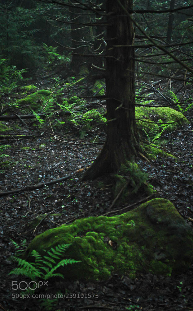 Nikon D80 sample photo. Moorefiled, wv and some photography