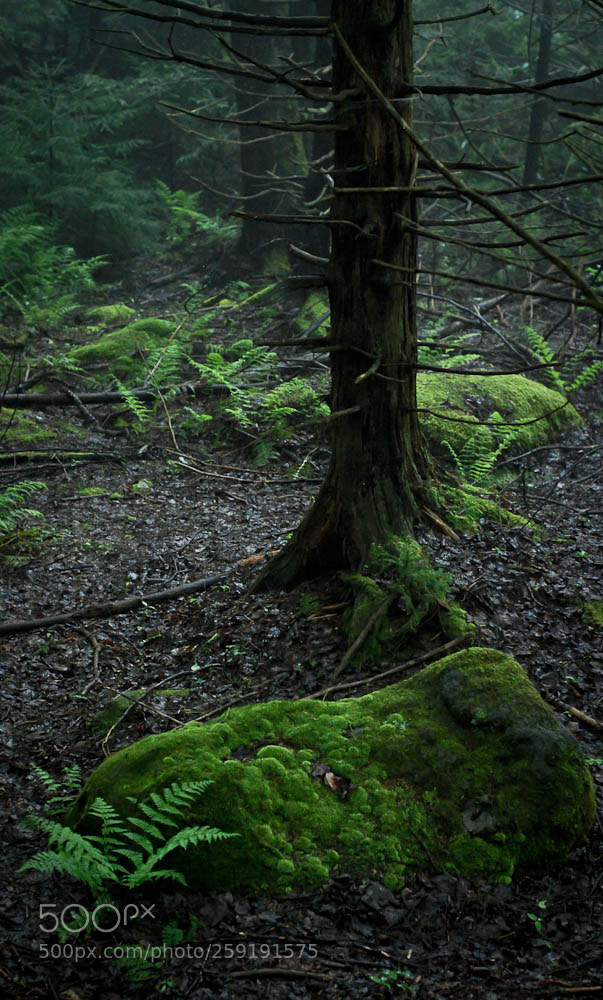 Nikon D80 sample photo. Moorefiled, wv and some photography