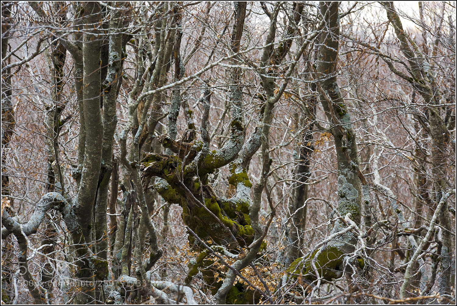 Nikon D810 sample photo. In the national park photography