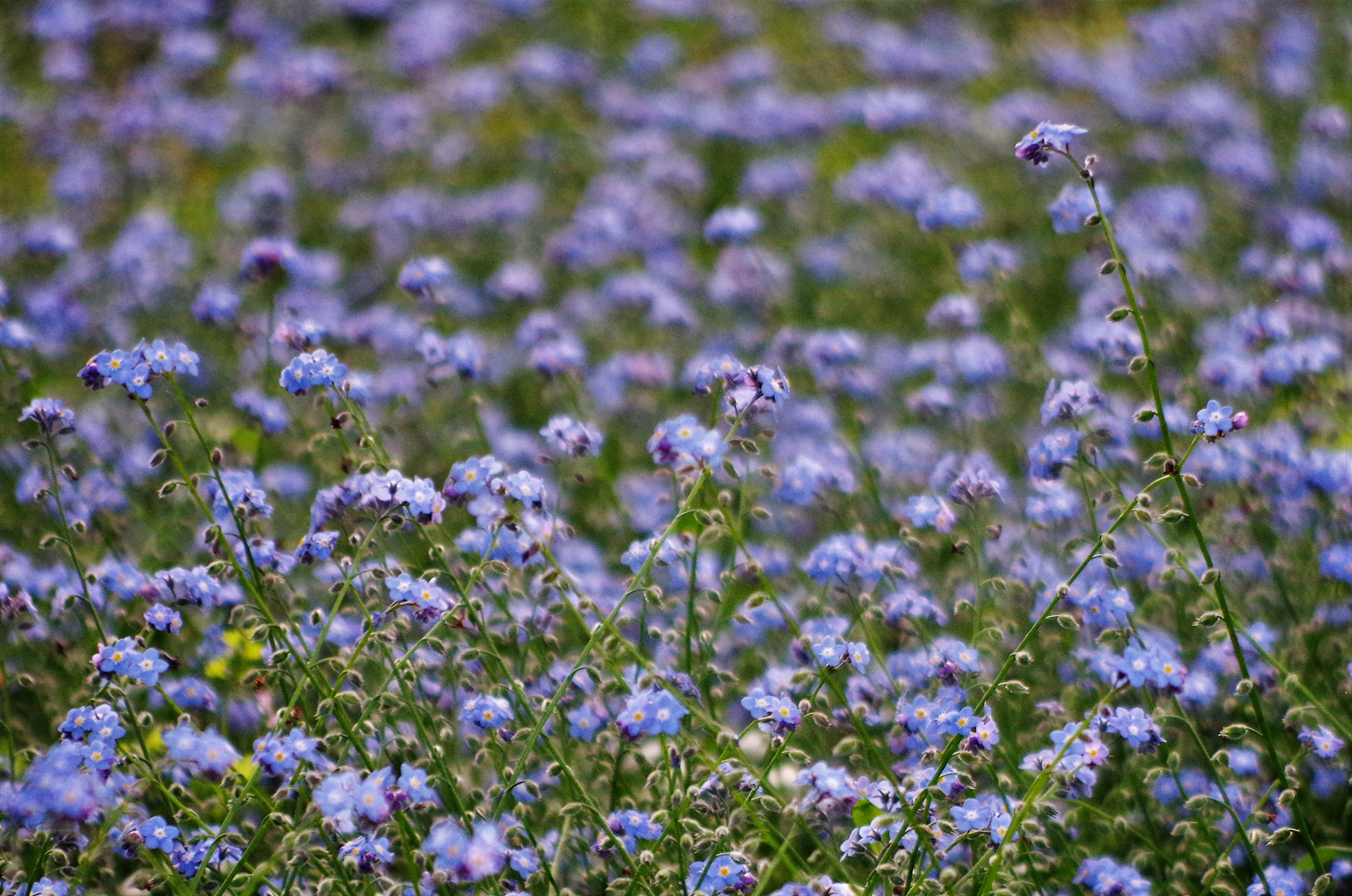 Pentax K-50 + HD Pentax DA 55-300mm F4.0-5.8 ED WR sample photo. All the flowers photography