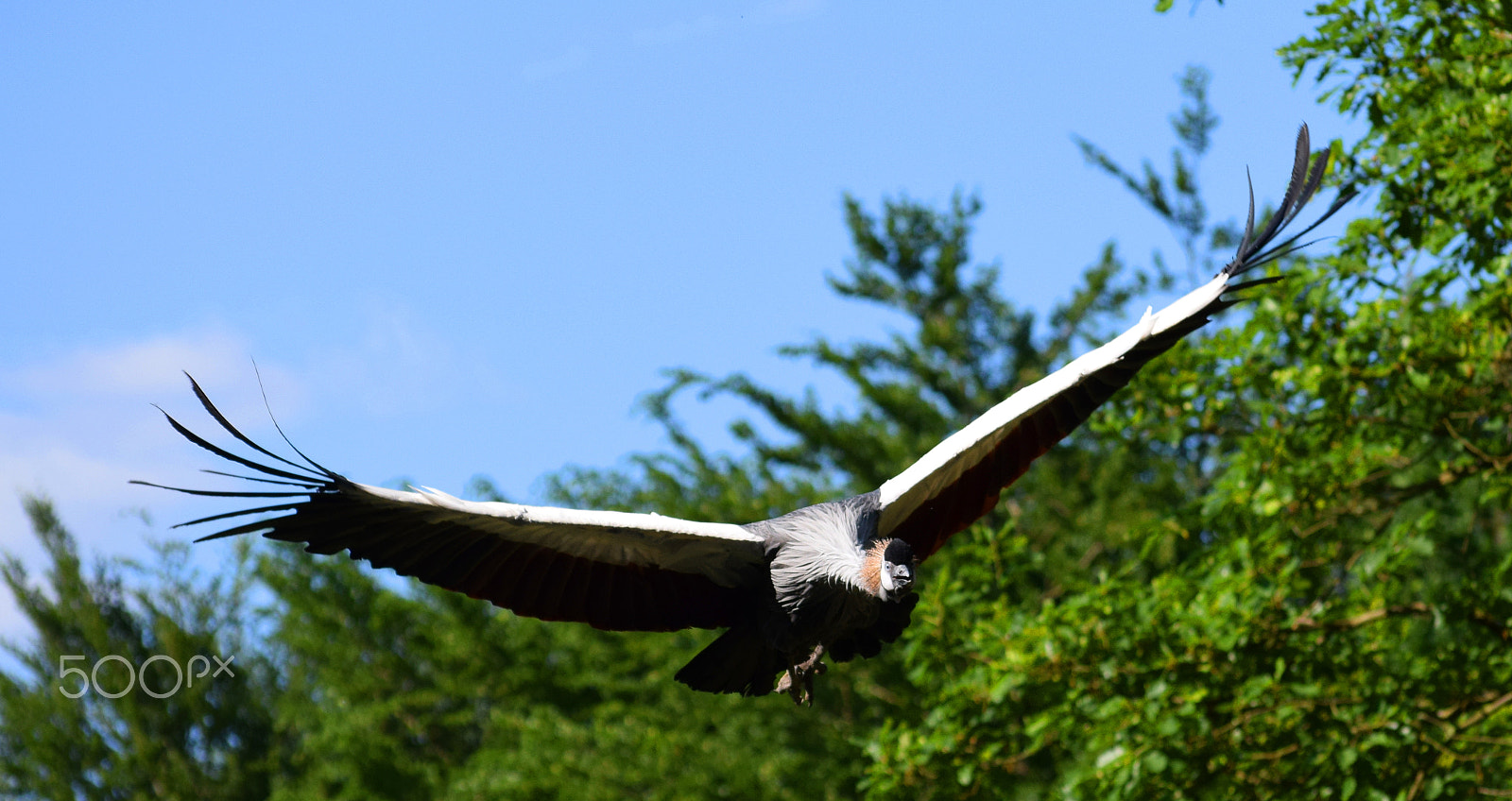 Nikon D5300 sample photo. Crowned-crane flyby photography