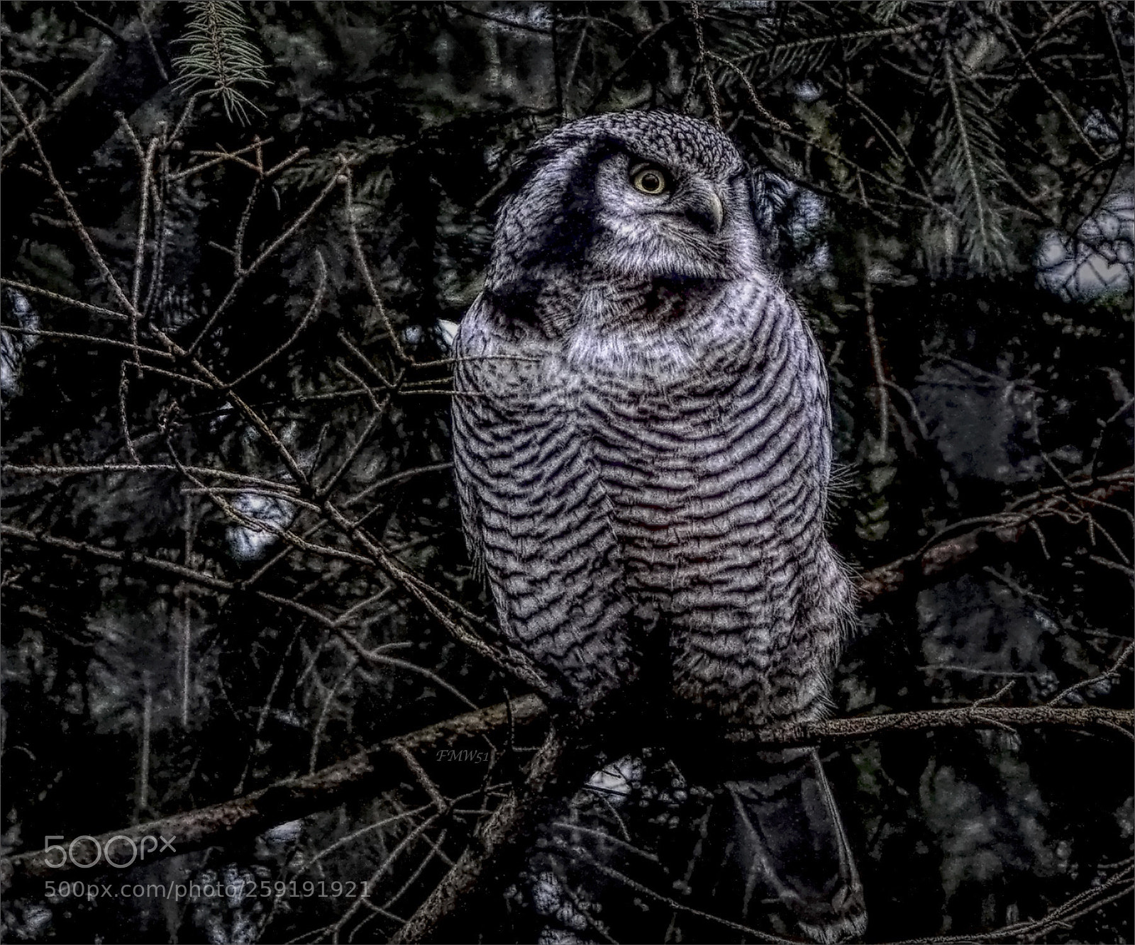 Sony ILCA-77M2 sample photo. Northern hawk owl photography