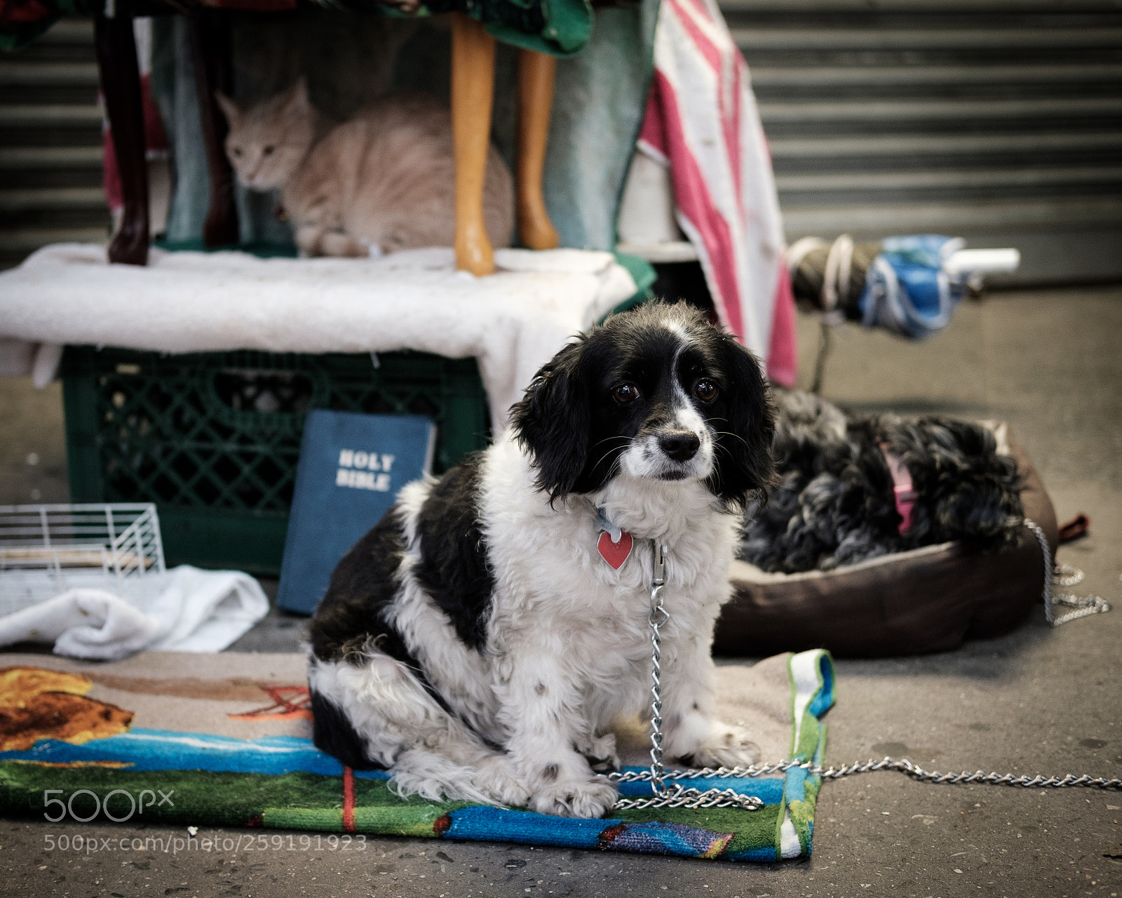 Fujifilm X-T20 sample photo. Homeless dog photography