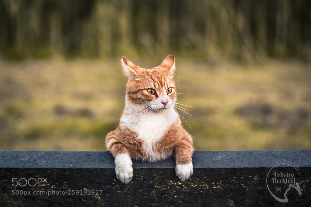 Canon EOS 6D sample photo. Airplane ears photography