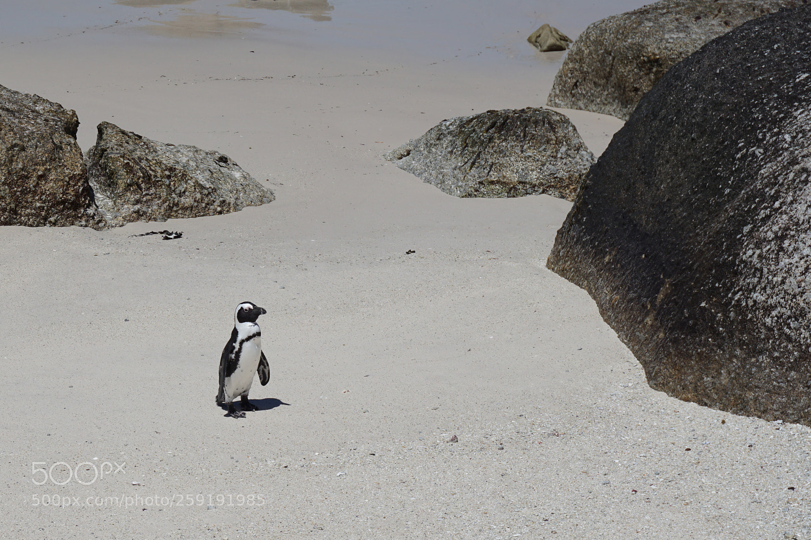 Sony a6000 sample photo. Lonely african penguins at photography