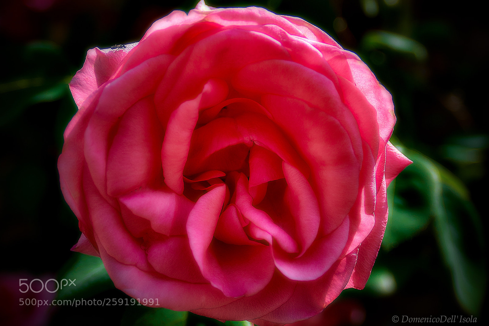 Nikon D850 sample photo. Petals photography