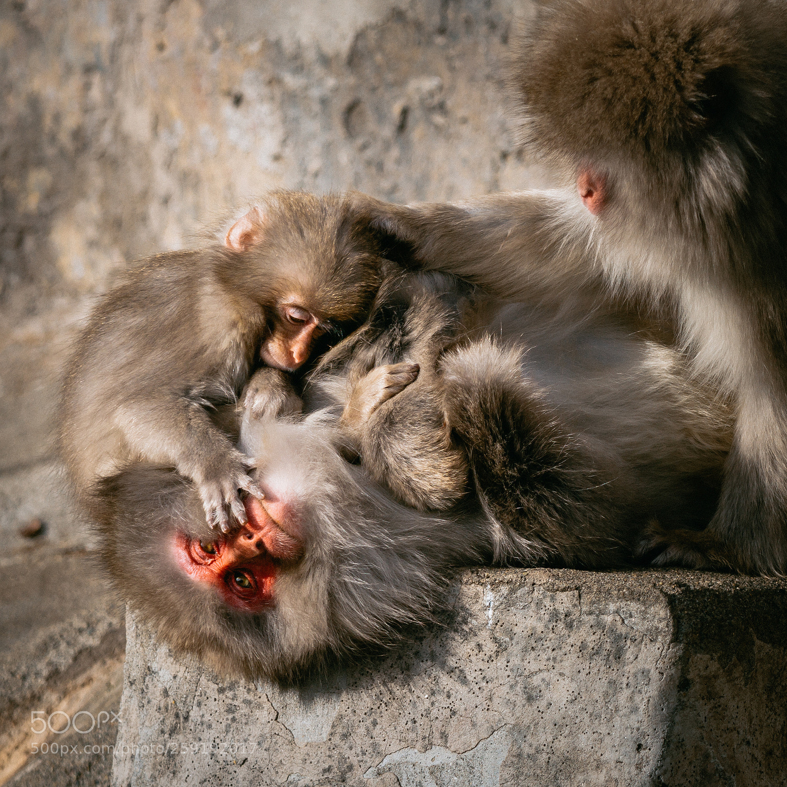 Canon EOS 60D sample photo. Japanese macaque photography