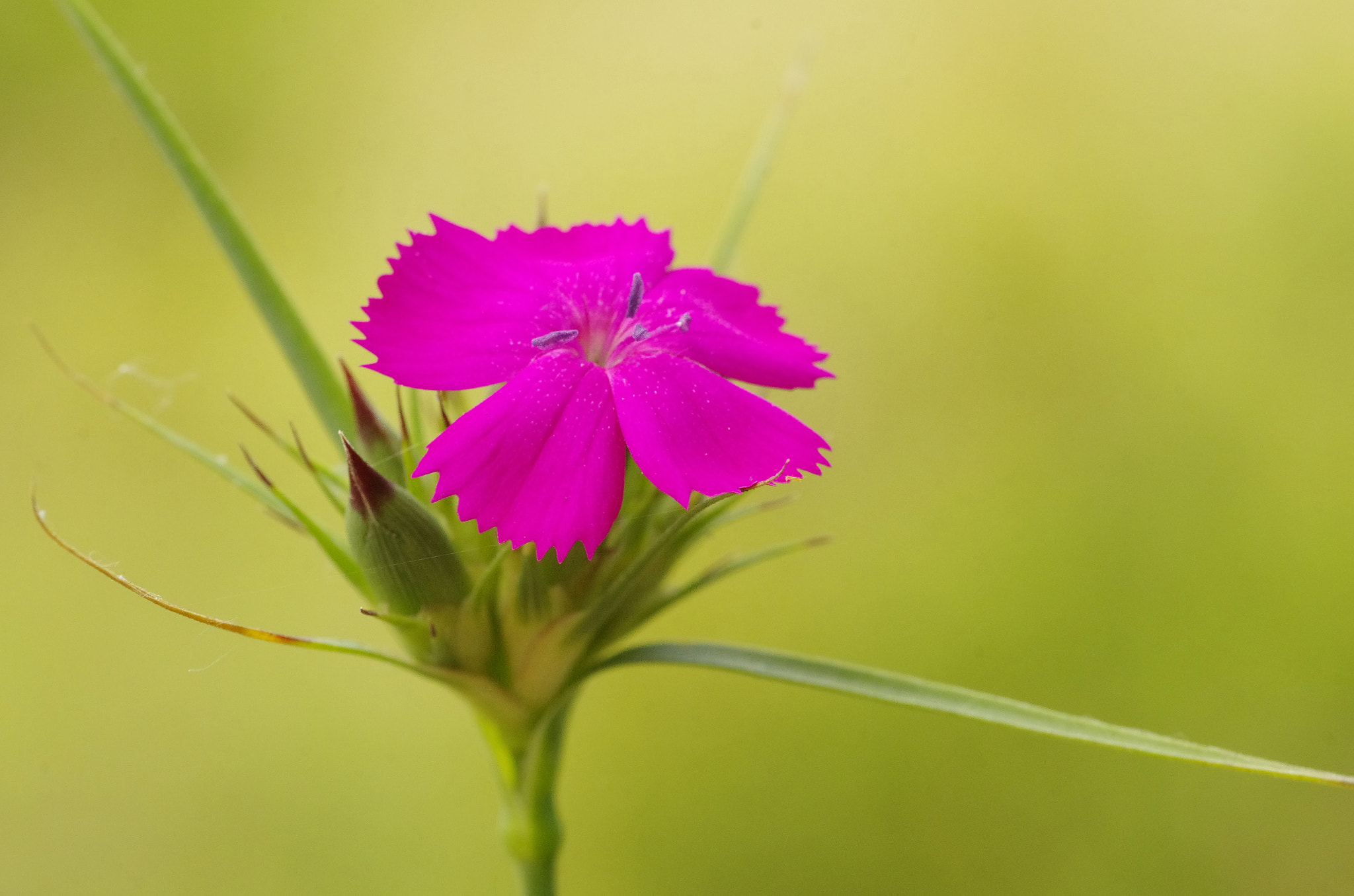 Pentax K-5 + Pentax smc D-FA 100mm F2.8 Macro WR sample photo. Wild carnation photography