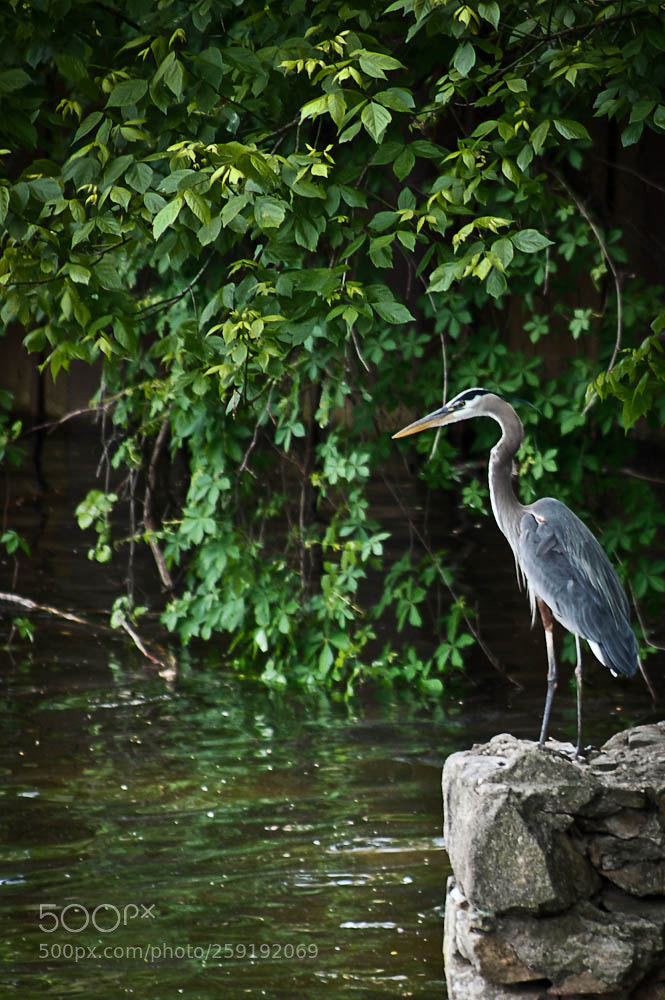 Nikon D80 sample photo. Untitled photography