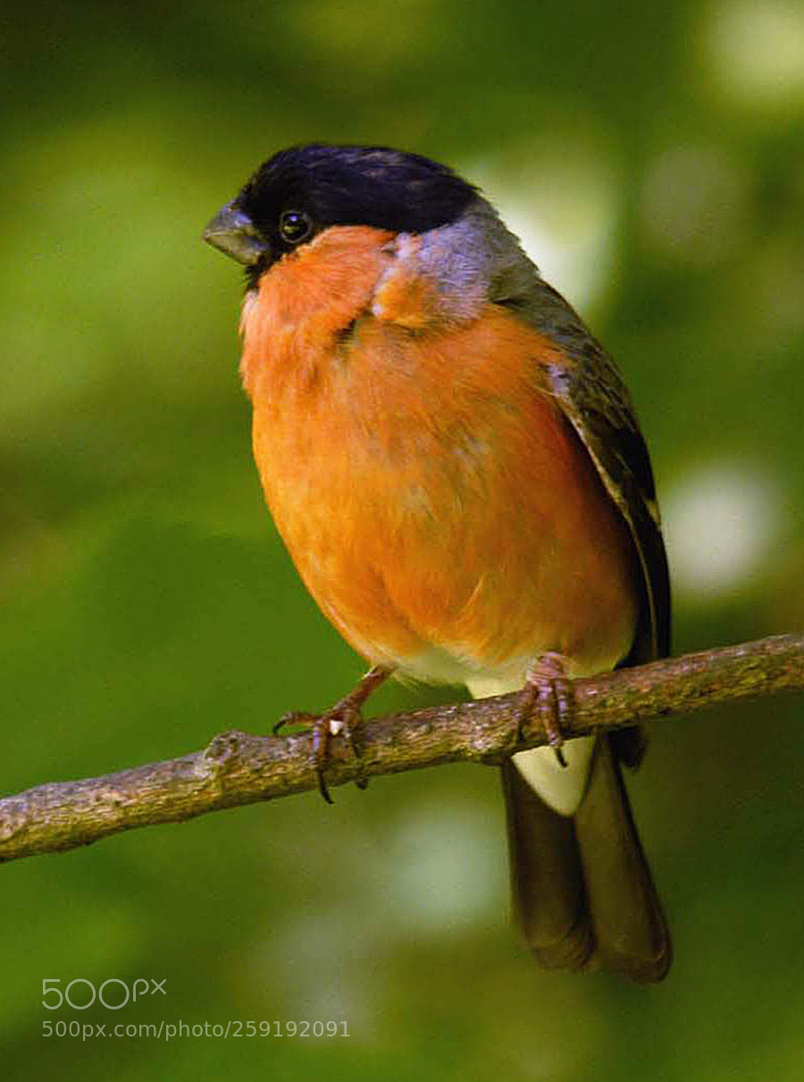 Nikon D200 sample photo. Chaffinch photography