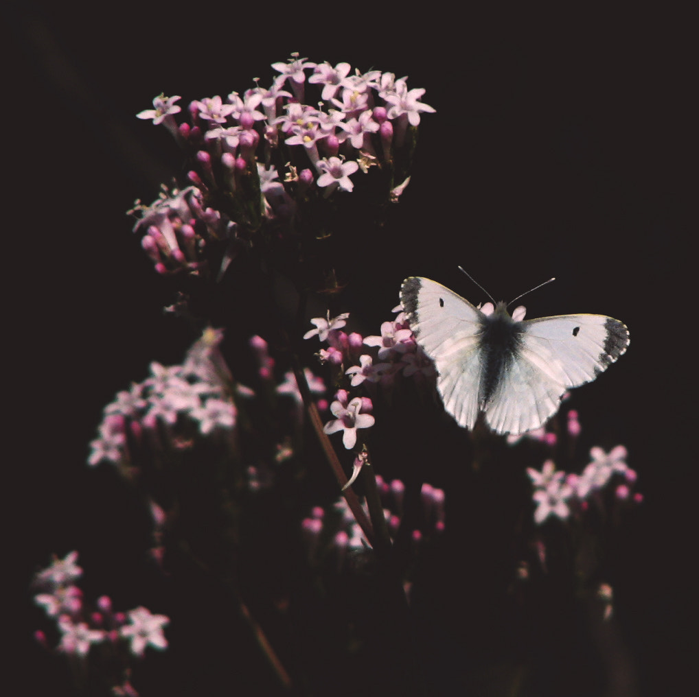 Canon POWERSHOT S3 IS sample photo. Orange tip (anthocharis cardamines ♀) photography