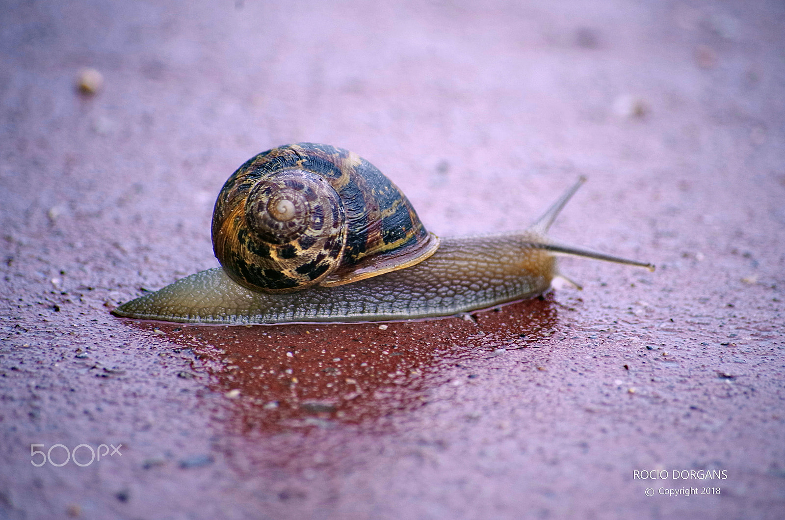 smc PENTAX-DA L 50-200mm F4-5.6 ED sample photo. Snail photography