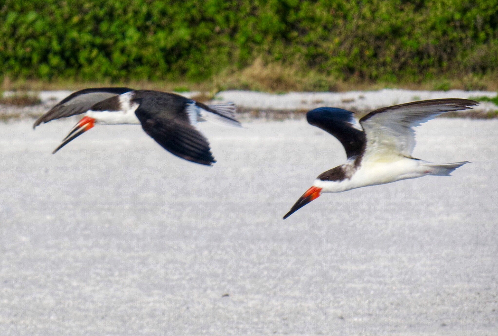 Canon PowerShot SX280 HS sample photo. Skimmers in flight photography