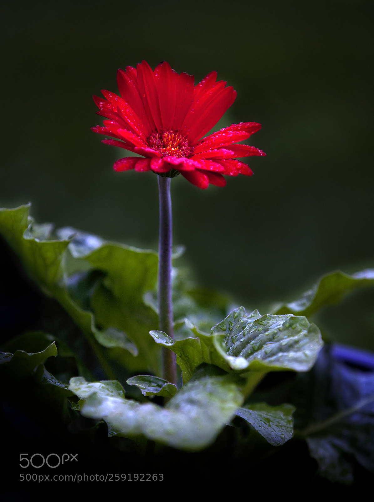 Canon EOS 5D Mark II sample photo. Img photography