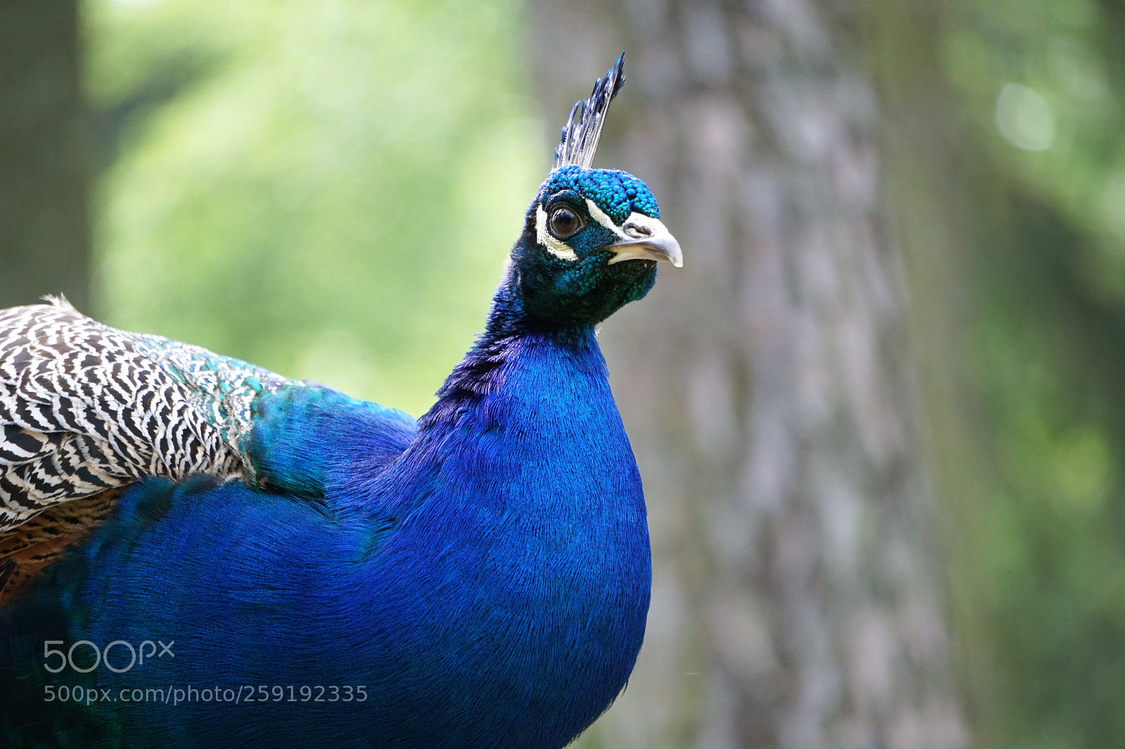Sony a6000 sample photo. Peacock photography