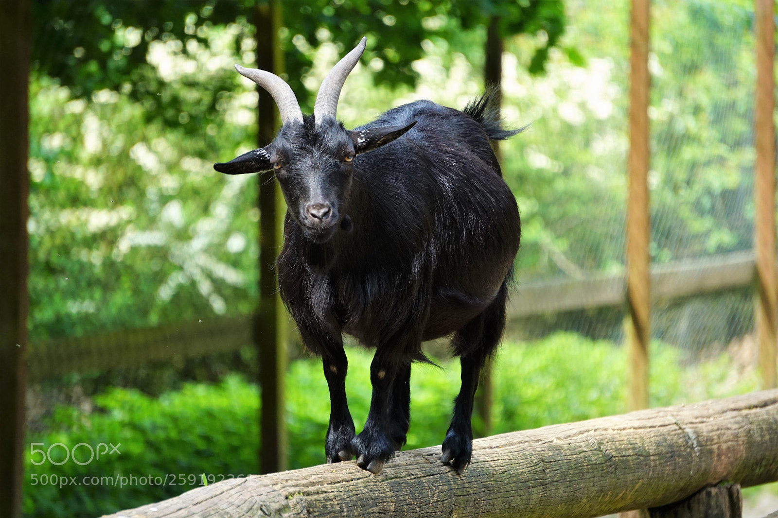 Sony a6000 sample photo. Goat photography