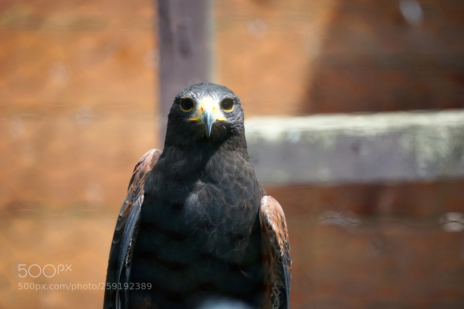Sony a6000 sample photo. Raptor photography