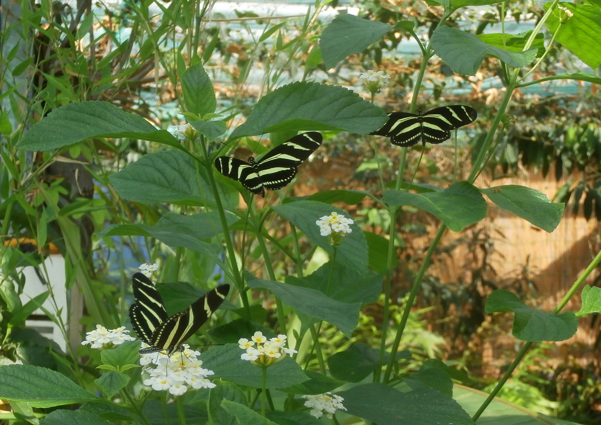 Olympus VR340,D750 sample photo. Trio butterflies photography