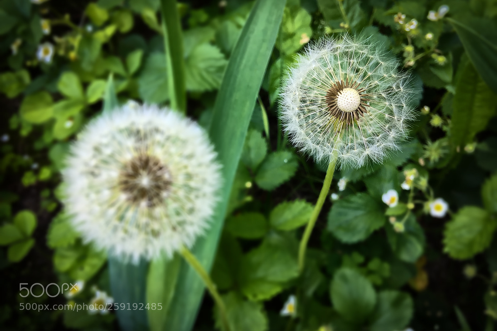 Apple iPhone 6 Plus sample photo. Dandelions kingdom photography