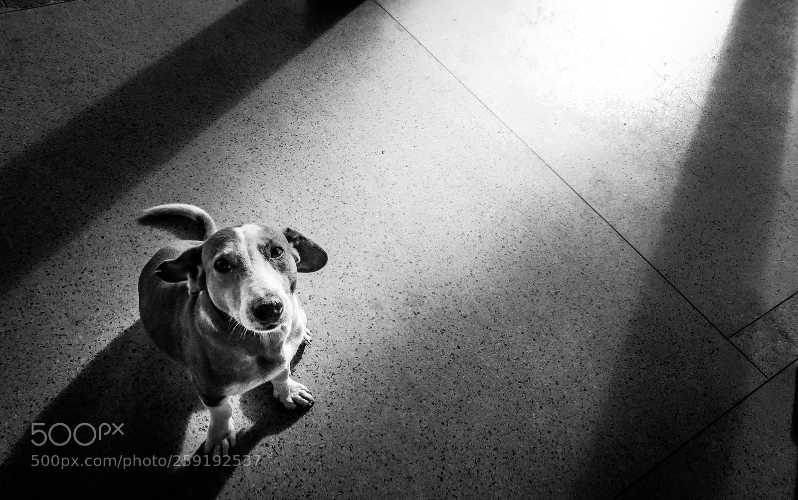 Canon PowerShot SX50 HS sample photo. The dog photography