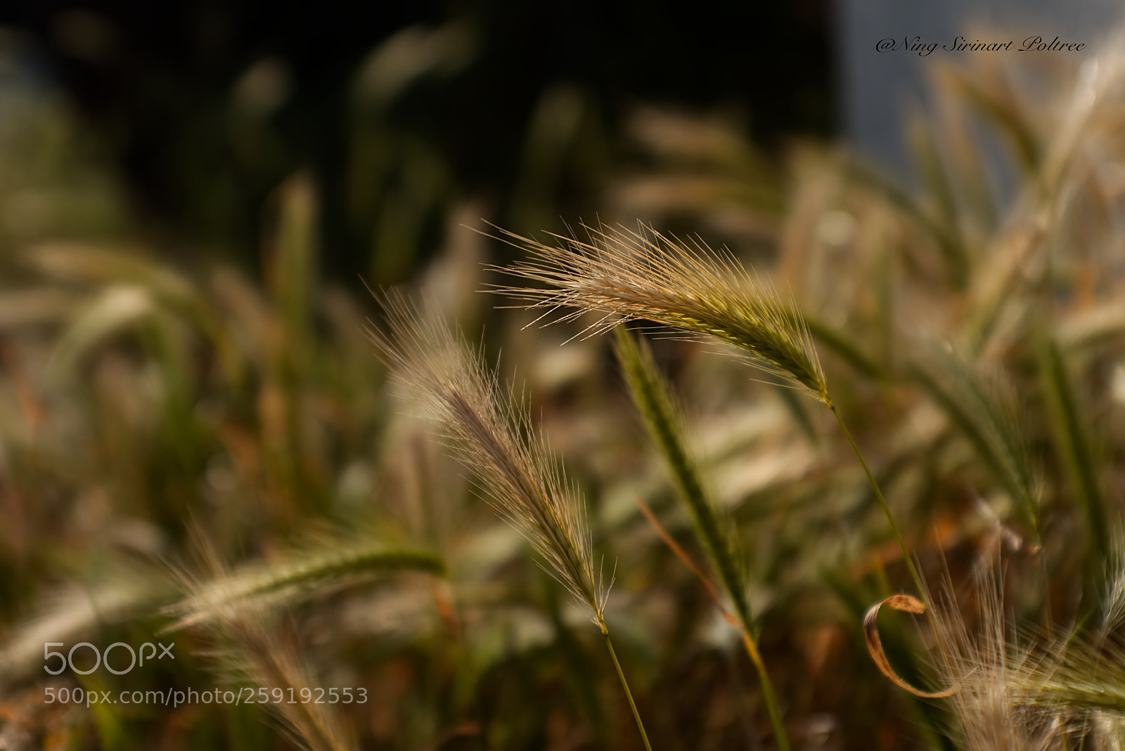 Canon EOS 6D sample photo. Afternoon light photography