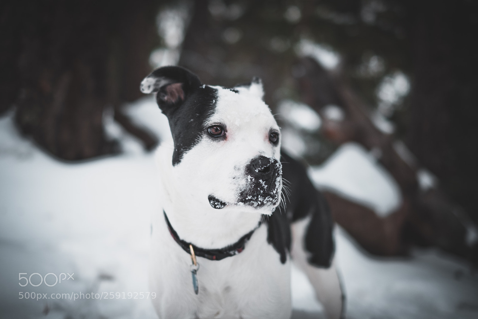 Fujifilm X-Pro2 sample photo. Puppers ❤️ photography