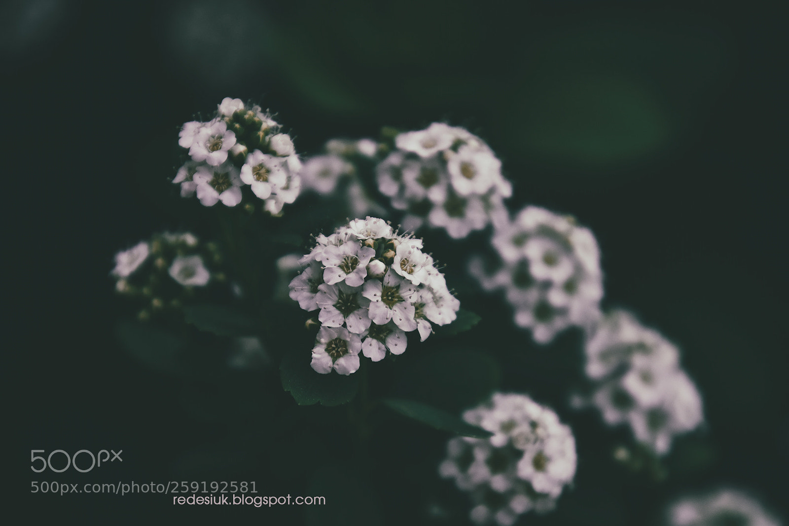 Nikon D5500 sample photo. Http redesiuk.blogspot.com 2018 05 photography