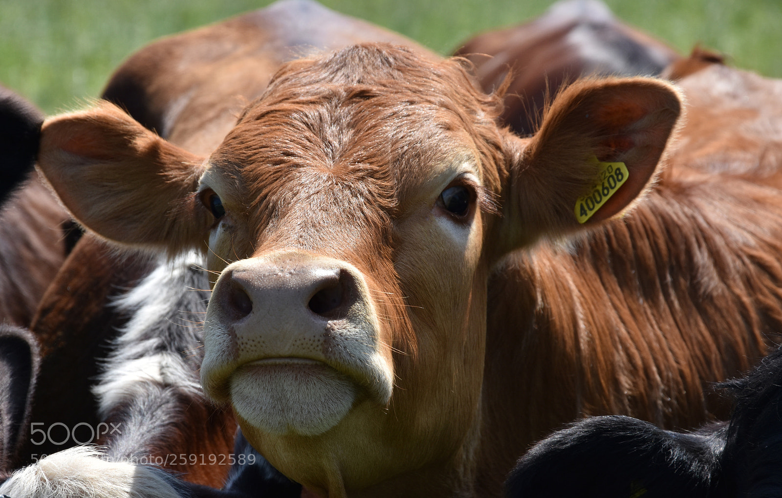 Nikon D7200 sample photo. Cow no 400608 photography