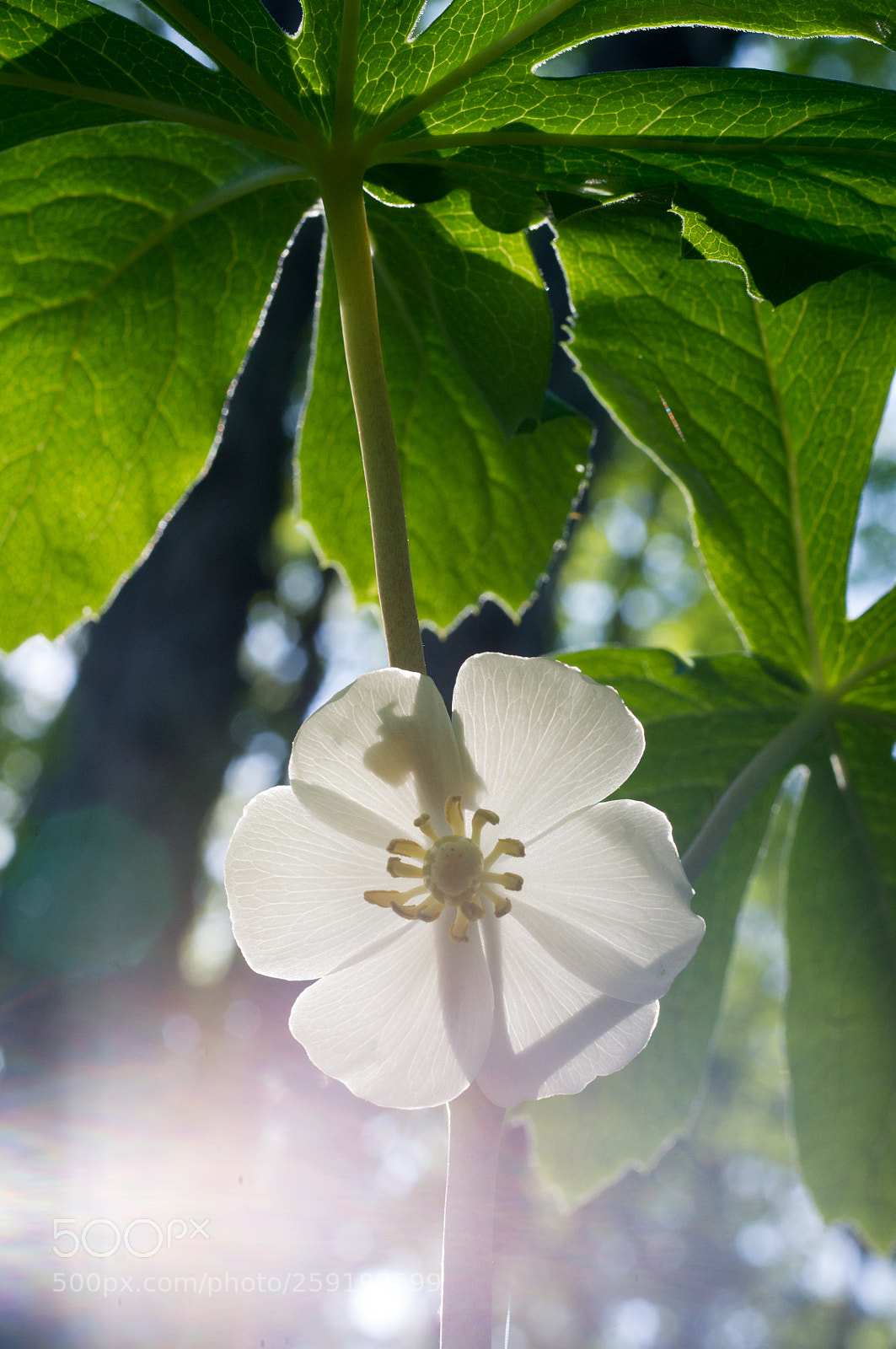 Pentax K-x sample photo. Under the may umbrella photography