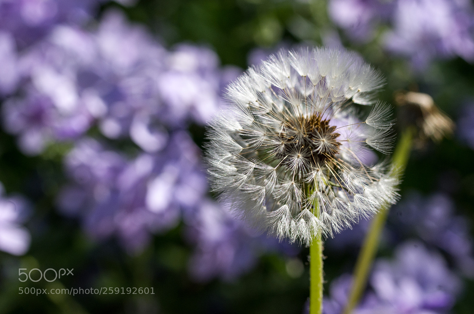 Pentax K-x sample photo. Dandelion photography