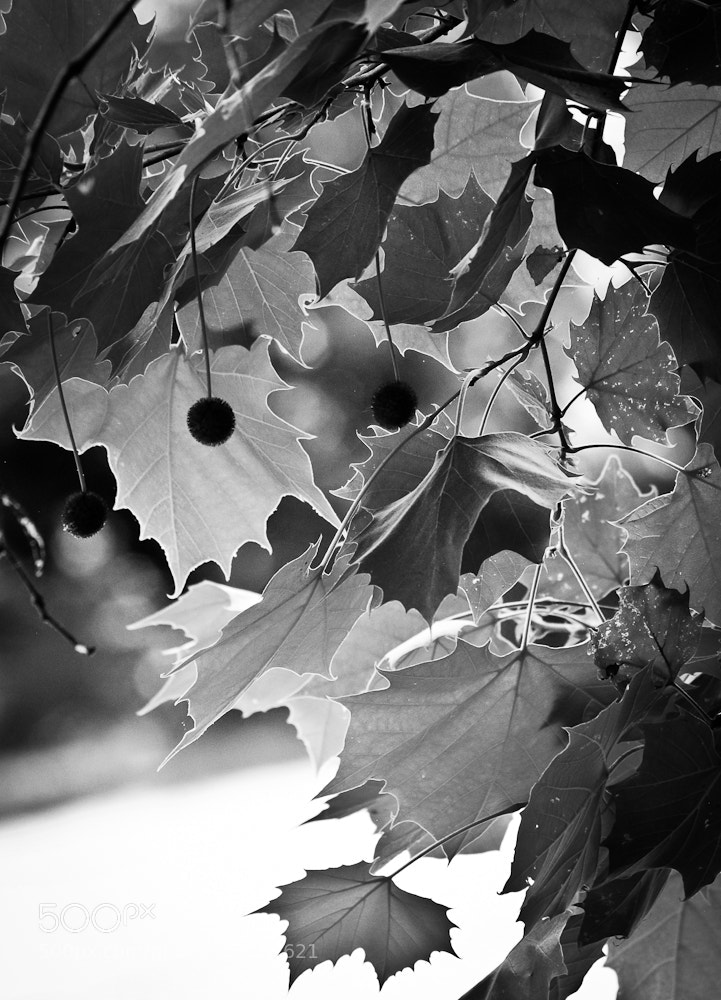 Nikon D80 sample photo. Untitled photography