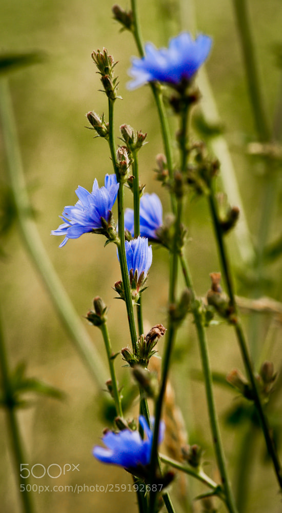 Nikon D80 sample photo. Untitled photography