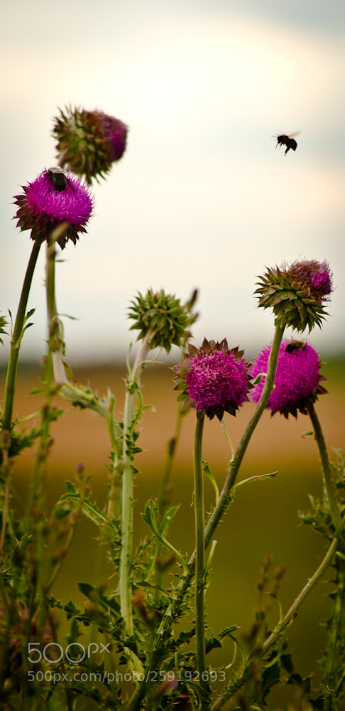 Nikon D80 sample photo. Untitled photography