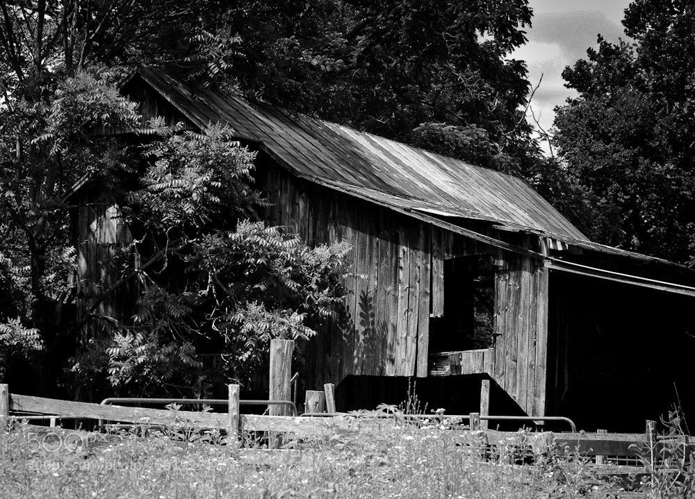 Nikon D80 sample photo. Untitled photography