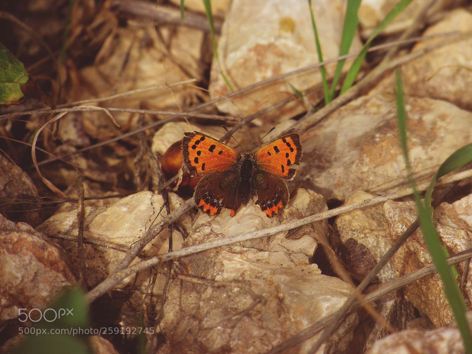 Canon PowerShot SX30 IS sample photo. Small copper (lycaena phlaeas) photography