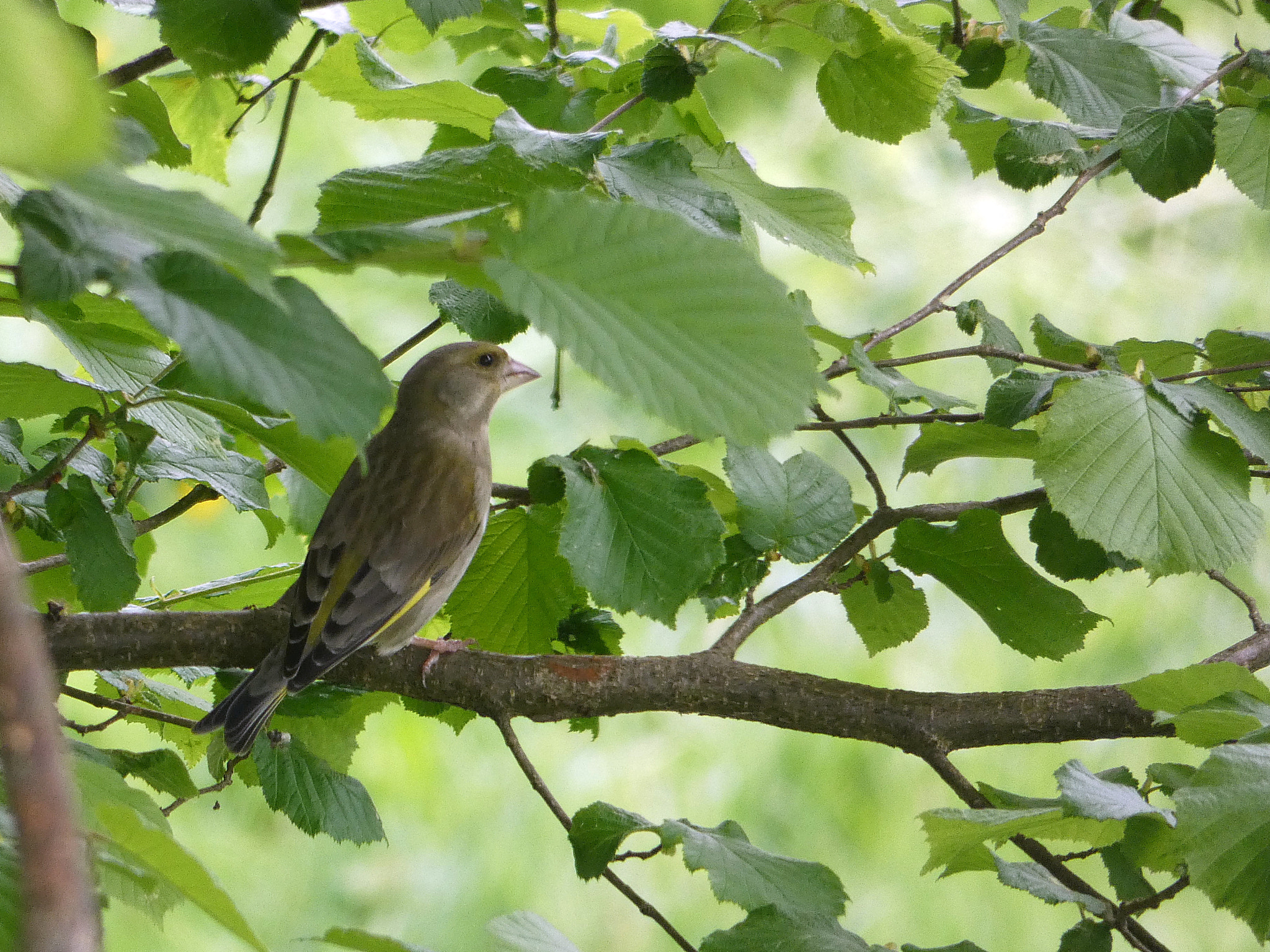 Panasonic DC-FZ83 sample photo. Green finch photography