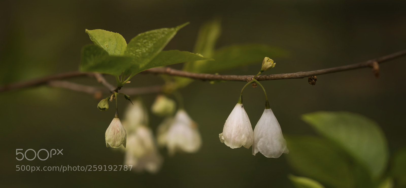 Nikon D7100 sample photo. Mountain silverbells photography