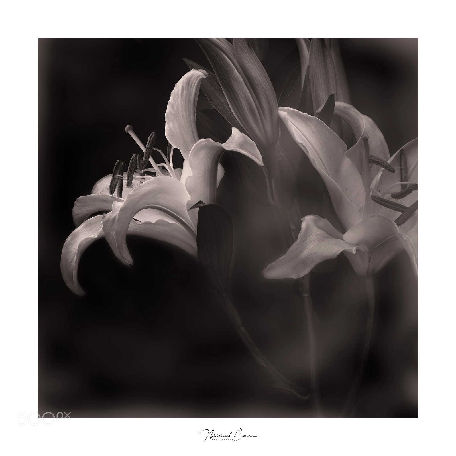 Canon EOS 5D Mark IV sample photo. Light sculptured lily photography